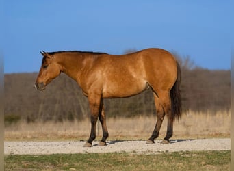 American Quarter Horse, Merrie, 3 Jaar, 150 cm, Falbe