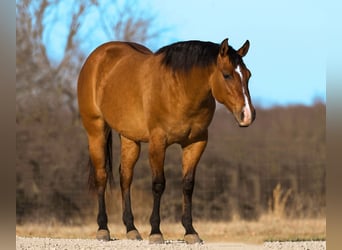 American Quarter Horse, Merrie, 3 Jaar, 150 cm, Falbe