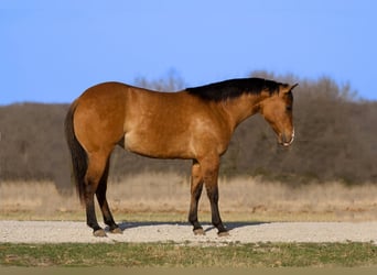 American Quarter Horse, Merrie, 3 Jaar, 150 cm, Falbe