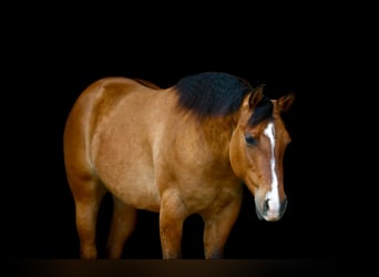 American Quarter Horse, Merrie, 3 Jaar, 150 cm, Falbe