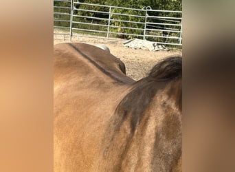 American Quarter Horse, Merrie, 3 Jaar, 150 cm, Grullo