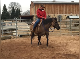 American Quarter Horse, Merrie, 3 Jaar, 150 cm, Grullo