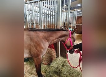 American Quarter Horse, Merrie, 3 Jaar, 150 cm, Grullo