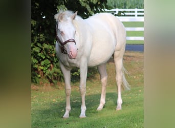 American Quarter Horse Mix, Merrie, 3 Jaar, 150 cm, Perlino