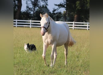 American Quarter Horse Mix, Merrie, 3 Jaar, 150 cm, Perlino