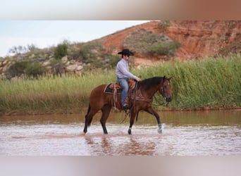 American Quarter Horse, Merrie, 3 Jaar, 150 cm, Roodbruin