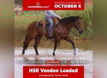 American Quarter Horse, Merrie, 3 Jaar, 150 cm, Roodbruin