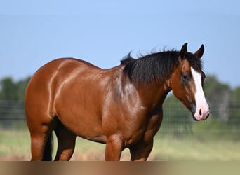 American Quarter Horse, Merrie, 3 Jaar, 150 cm, Roodbruin