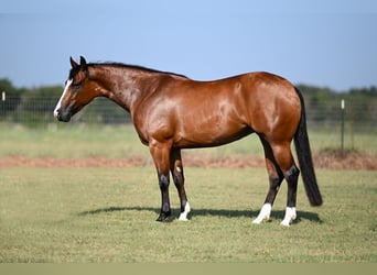 American Quarter Horse, Merrie, 3 Jaar, 150 cm, Roodbruin