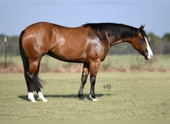 American Quarter Horse, Merrie, 3 Jaar, 150 cm, Roodbruin