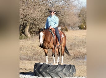 American Quarter Horse, Merrie, 3 Jaar, 150 cm, Roodbruin