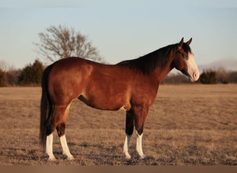 American Quarter Horse, Merrie, 3 Jaar, 150 cm, Roodbruin