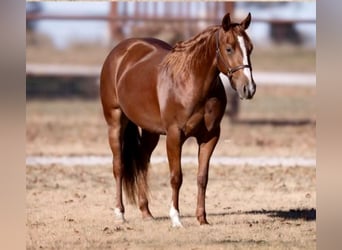 American Quarter Horse, Merrie, 3 Jaar, 150 cm, Roodvos