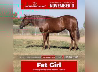 American Quarter Horse, Merrie, 3 Jaar, 150 cm, Roodvos