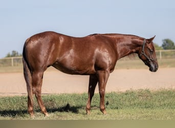 American Quarter Horse, Merrie, 3 Jaar, 150 cm, Roodvos