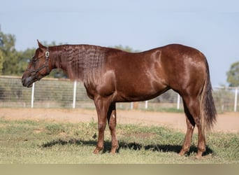 American Quarter Horse, Merrie, 3 Jaar, 150 cm, Roodvos