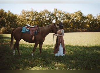 American Quarter Horse, Merrie, 3 Jaar, 150 cm, Vos