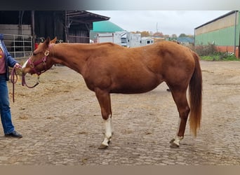 American Quarter Horse, Merrie, 3 Jaar, 150 cm, Vos