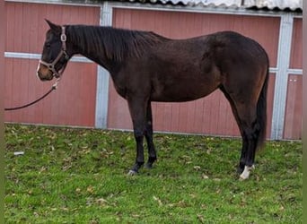 American Quarter Horse, Merrie, 3 Jaar, 152 cm, Brauner