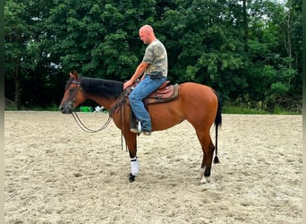 American Quarter Horse, Merrie, 3 Jaar, 152 cm, Bruin