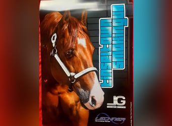 American Quarter Horse, Merrie, 3 Jaar, 152 cm, Bruin