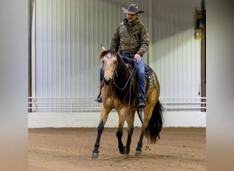 American Quarter Horse, Merrie, 3 Jaar, 152 cm, Buckskin