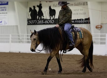 American Quarter Horse, Merrie, 3 Jaar, 152 cm, Buckskin