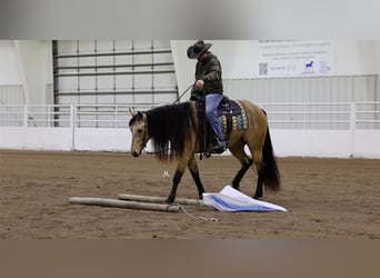 American Quarter Horse, Merrie, 3 Jaar, 152 cm, Buckskin