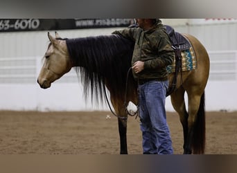 American Quarter Horse, Merrie, 3 Jaar, 152 cm, Buckskin