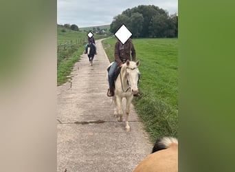 American Quarter Horse, Merrie, 3 Jaar, 152 cm, Cremello