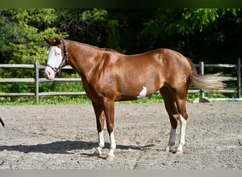 American Quarter Horse, Merrie, 3 Jaar, 152 cm, Donkere-vos