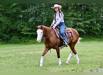 American Quarter Horse, Merrie, 3 Jaar, 152 cm, Donkere-vos