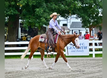 American Quarter Horse, Merrie, 3 Jaar, 152 cm, Donkere-vos