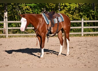 American Quarter Horse, Merrie, 3 Jaar, 152 cm, Donkere-vos