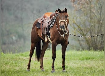 American Quarter Horse, Merrie, 3 Jaar, 152 cm, Donkere-vos