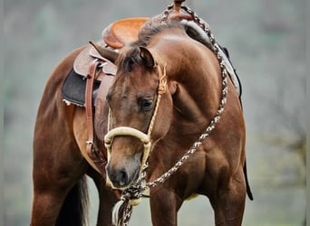 American Quarter Horse, Merrie, 3 Jaar, 152 cm, Donkere-vos