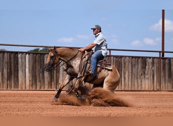 American Quarter Horse, Merrie, 3 Jaar, 152 cm, Falbe