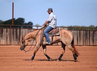 American Quarter Horse, Merrie, 3 Jaar, 152 cm, Falbe