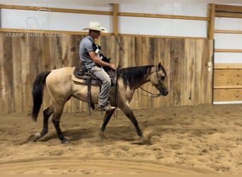 American Quarter Horse, Merrie, 3 Jaar, 152 cm, Falbe