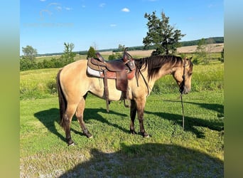 American Quarter Horse, Merrie, 3 Jaar, 152 cm, Falbe