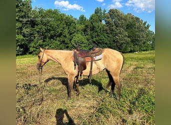 American Quarter Horse, Merrie, 3 Jaar, 152 cm, Falbe