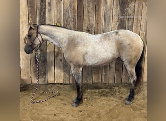 American Quarter Horse, Merrie, 3 Jaar, 152 cm, Falbe