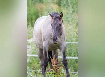 American Quarter Horse, Merrie, 3 Jaar, 152 cm, Grullo