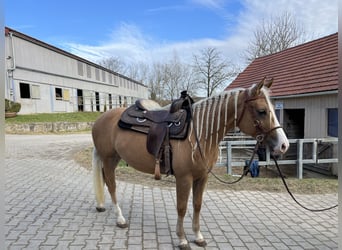 American Quarter Horse, Merrie, 3 Jaar, 152 cm, Palomino