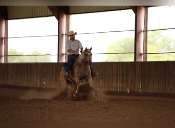 American Quarter Horse, Merrie, 3 Jaar, 152 cm, Palomino