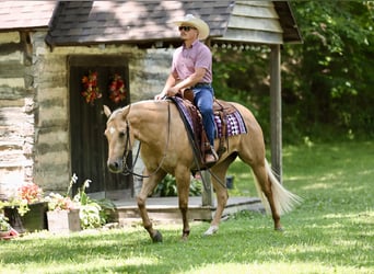 American Quarter Horse, Merrie, 3 Jaar, 152 cm, Palomino