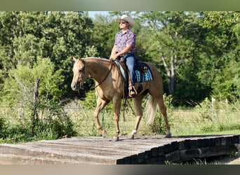 American Quarter Horse, Merrie, 3 Jaar, 152 cm, Palomino
