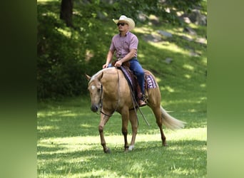 American Quarter Horse, Merrie, 3 Jaar, 152 cm, Palomino