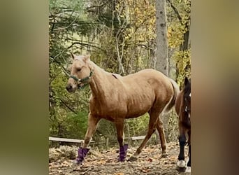 American Quarter Horse, Merrie, 3 Jaar, 152 cm, Palomino