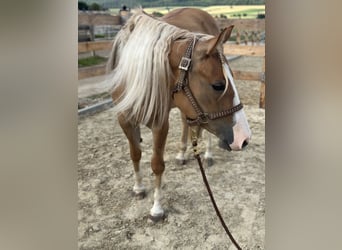 American Quarter Horse, Merrie, 3 Jaar, 152 cm, Red Dun